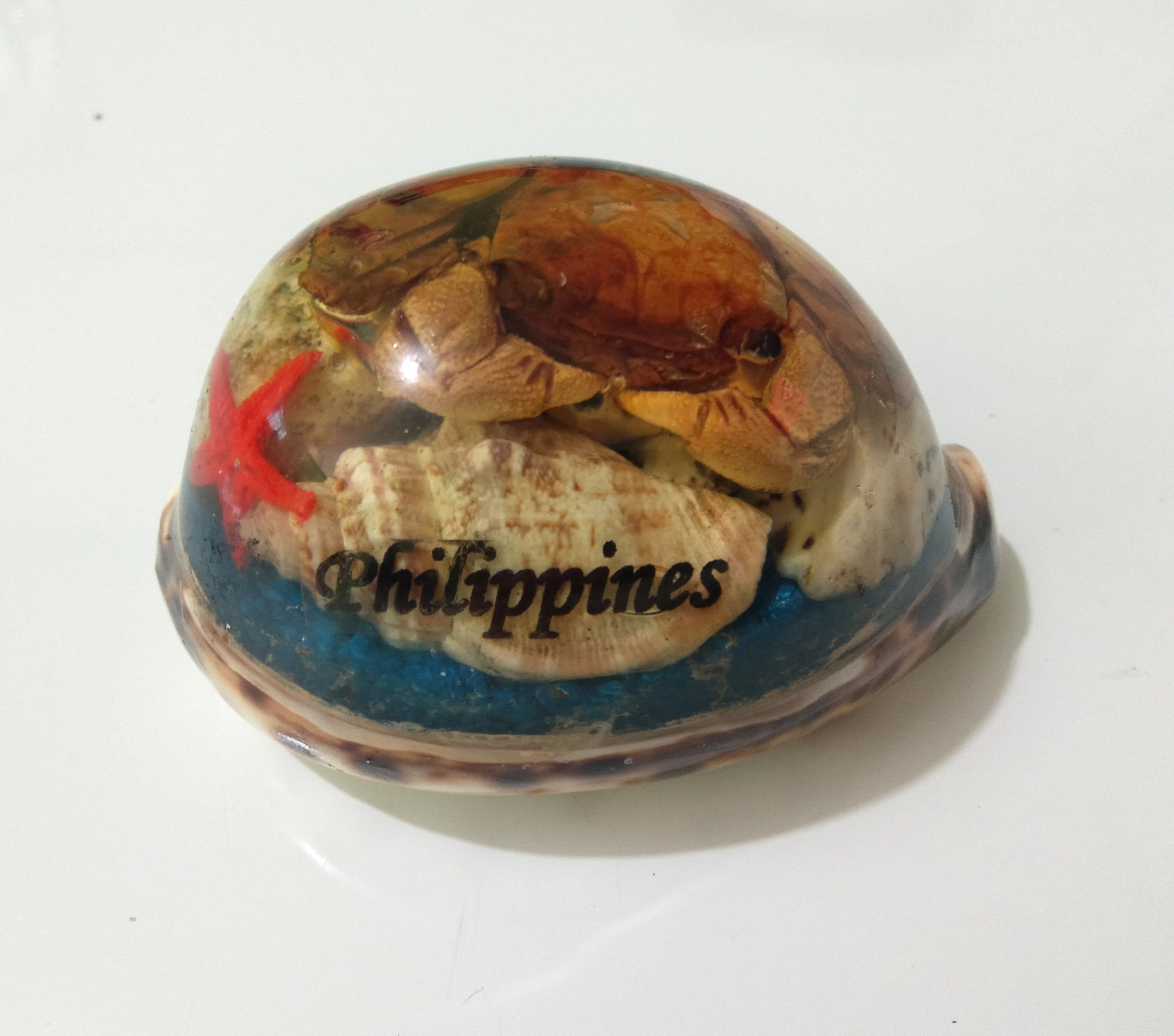 希少】フィリピン Philippine 貝殻 土産