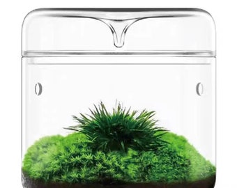 Mini Terrarium für Micro Landschaft - Dew Cup für Sukkulenten, Moose - DIY Home Decor