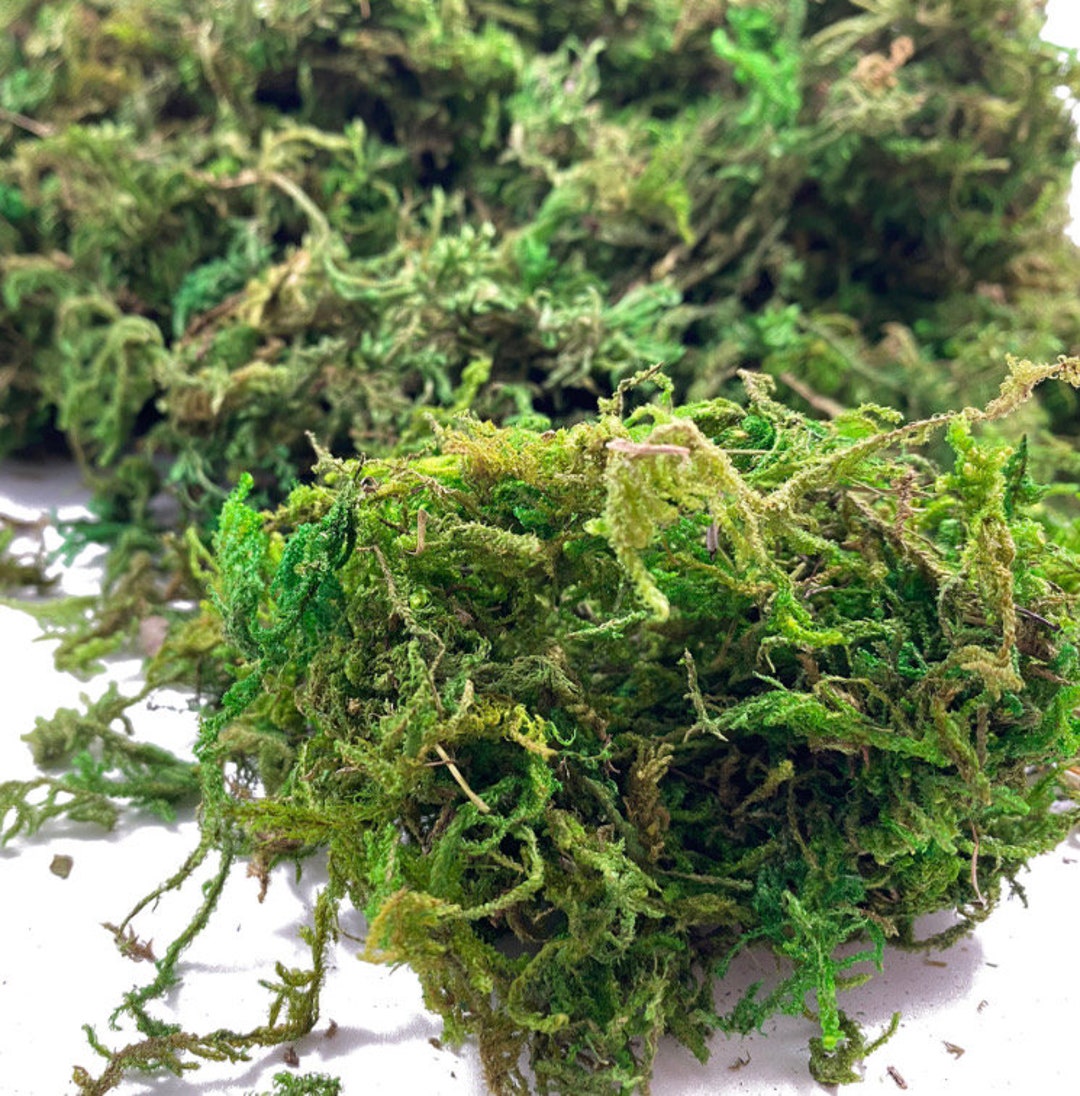 Artificial Moss for Terrarium Faux Moss for Terrarium Decor Model