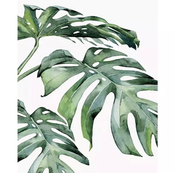 Paint by Numbers Kit - DIY Painting Kit - Gift Idea - House Plants - 3 Sizes