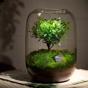 Glass Terrarium - Indoor Glass Planter - Bonsai Terrarium - Fish Bowl