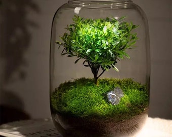 Glass Terrarium - Indoor Glass Planter - Bonsai Terrarium - Fish Bowl