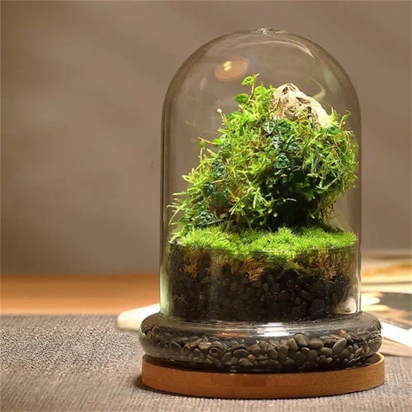 Glass Terrarium with Dome Cover - Base + Dome Indoor Planter - Bonsai Terrarium