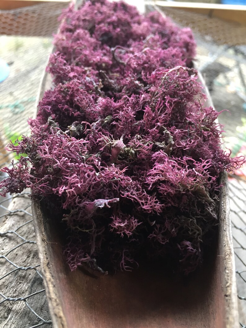 Jamaican Purple Sea Moss Etsy