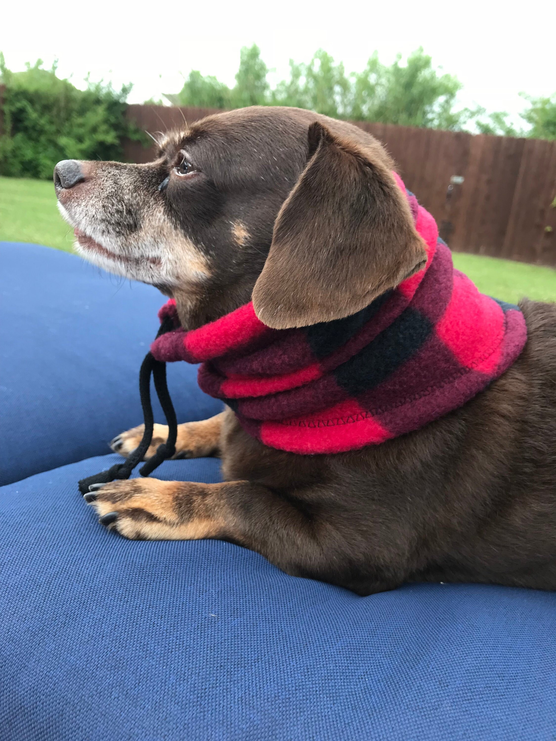 where can i buy pitbull puppies near me