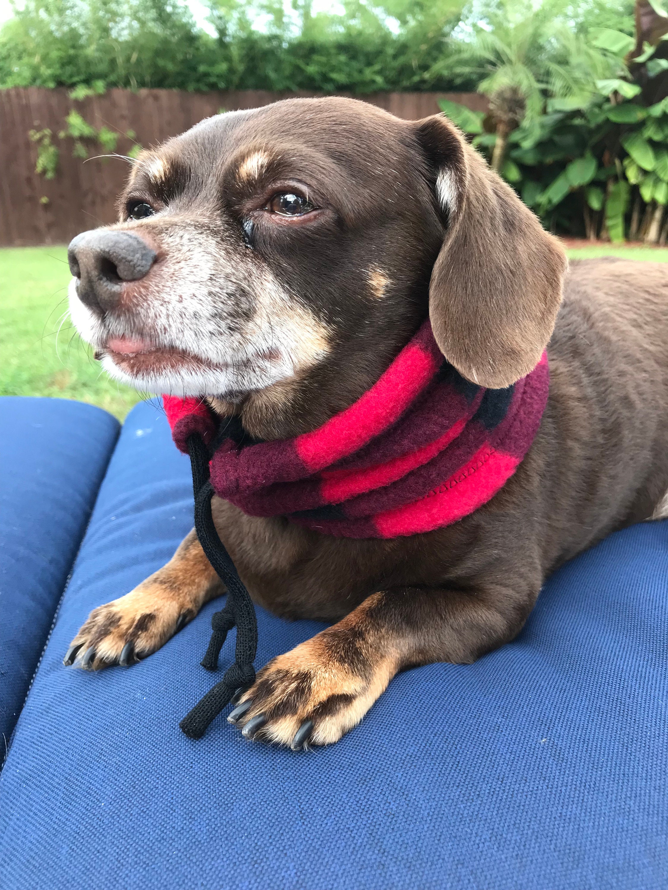 Dog Scarf Dog Neck Warmer Scarf for Dogs Dog Winter Etsy