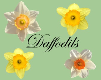 yellow daffodil png etsy yellow daffodil png etsy
