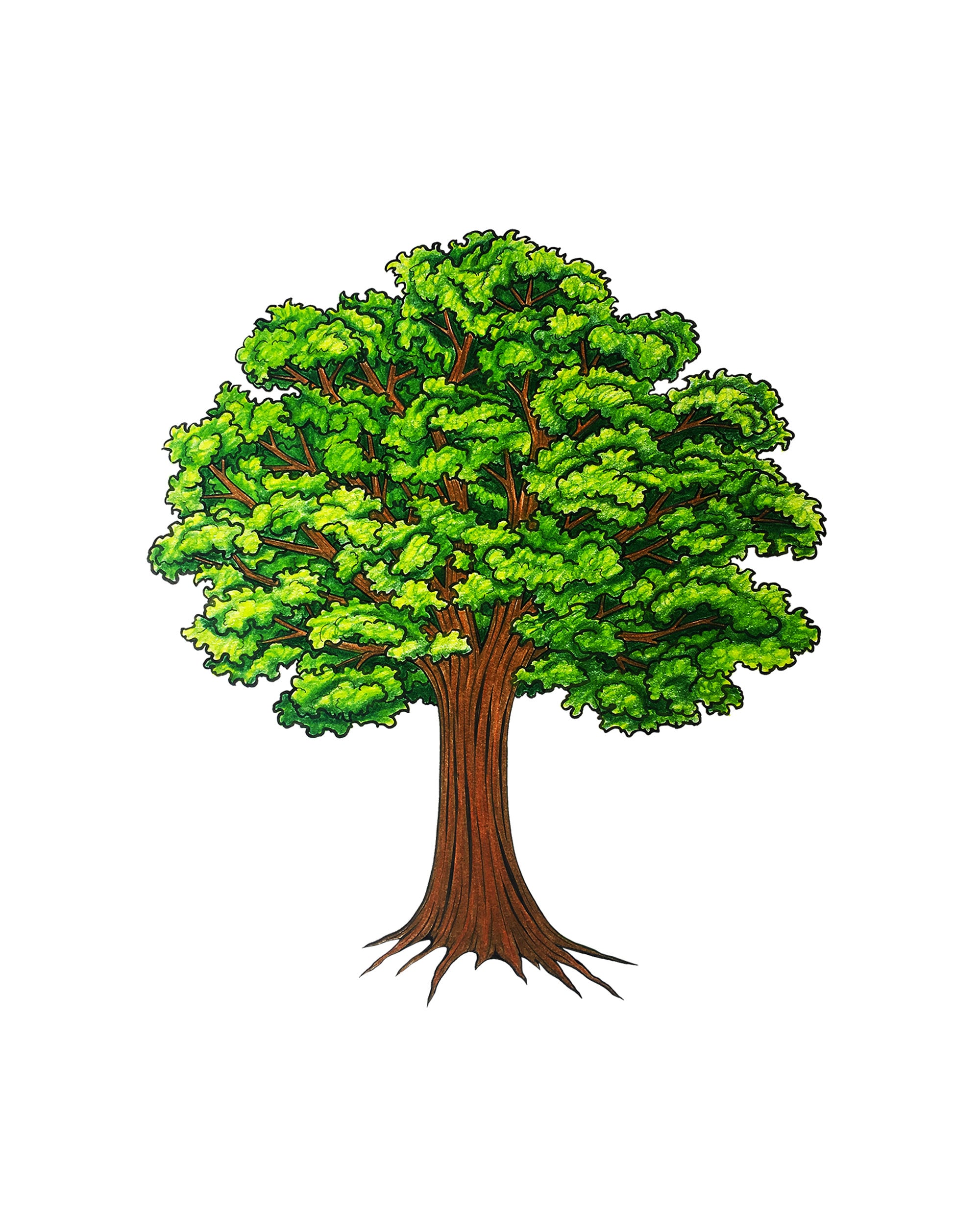 Grün Laub Baum im Sommer Hand gezeichnet PNG digital Download - Etsy.de