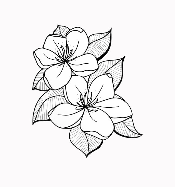 Cherry Blossom Digital Illustration Clip Art PNG Download | Etsy