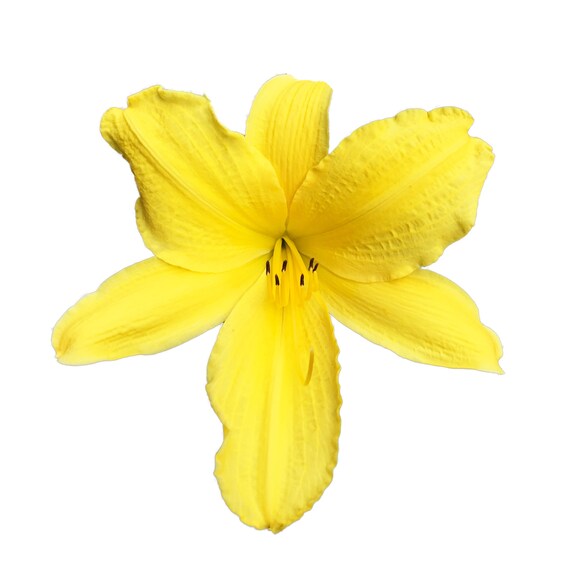 Yellow Day Lilies Floral Photography Digital Jpeg Print And Etsy Yellow Day Lilies Floral Photography Digital Jpeg Print And Etsy