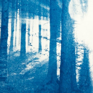 Cyanotype Forest I image 3