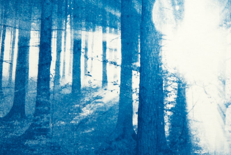 Cyanotype Forest I image 3