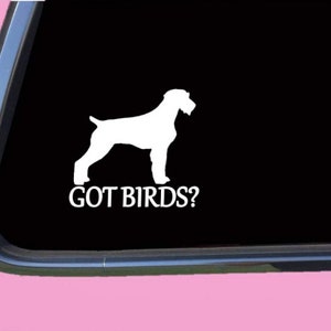 May include: White silhouette of a German Shorthaired Pointer dog with the text "GOT BIRDS?" on a black background.