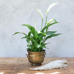 May include: A peace lily plant in a vintage brass planter. The plant has white flowers and green leaves. The planter has two handles and sits on three small feet. A white lace doily rests on a wooden surface.