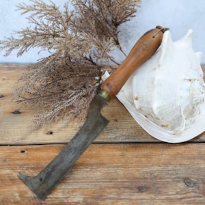 May include: An antique, rustic beekeeping hive tool with a wooden handle and a metal blade. The tool rests on a wooden surface next to a large white seashell and dried foliage.