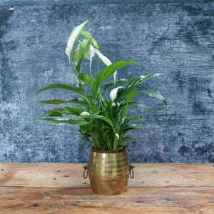Puede incluir: Una planta de lirio de la paz con hojas de color verde oscuro y flores blancas en forma de espata, plantada en un recipiente cilíndrico de metal color latón con líneas horizontales grabadas y dos pequeñas asas de anillo en los lados.