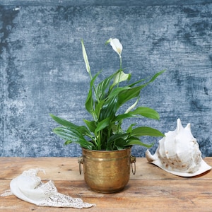 Op de afbeelding: Een vredeslelieplant in een messing pot met groene bladeren en witte bloemen. Een grote witte zeeschelp en een stuk kanten stof liggen op een houten oppervlak tegen een blauwe achtergrond.