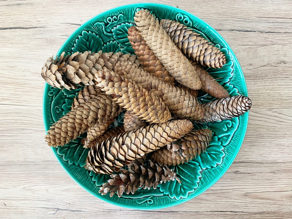 Farm Fresh Pine Cones collection of 20 natural unscented pine Etsy