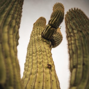 Saguaro Cactus
