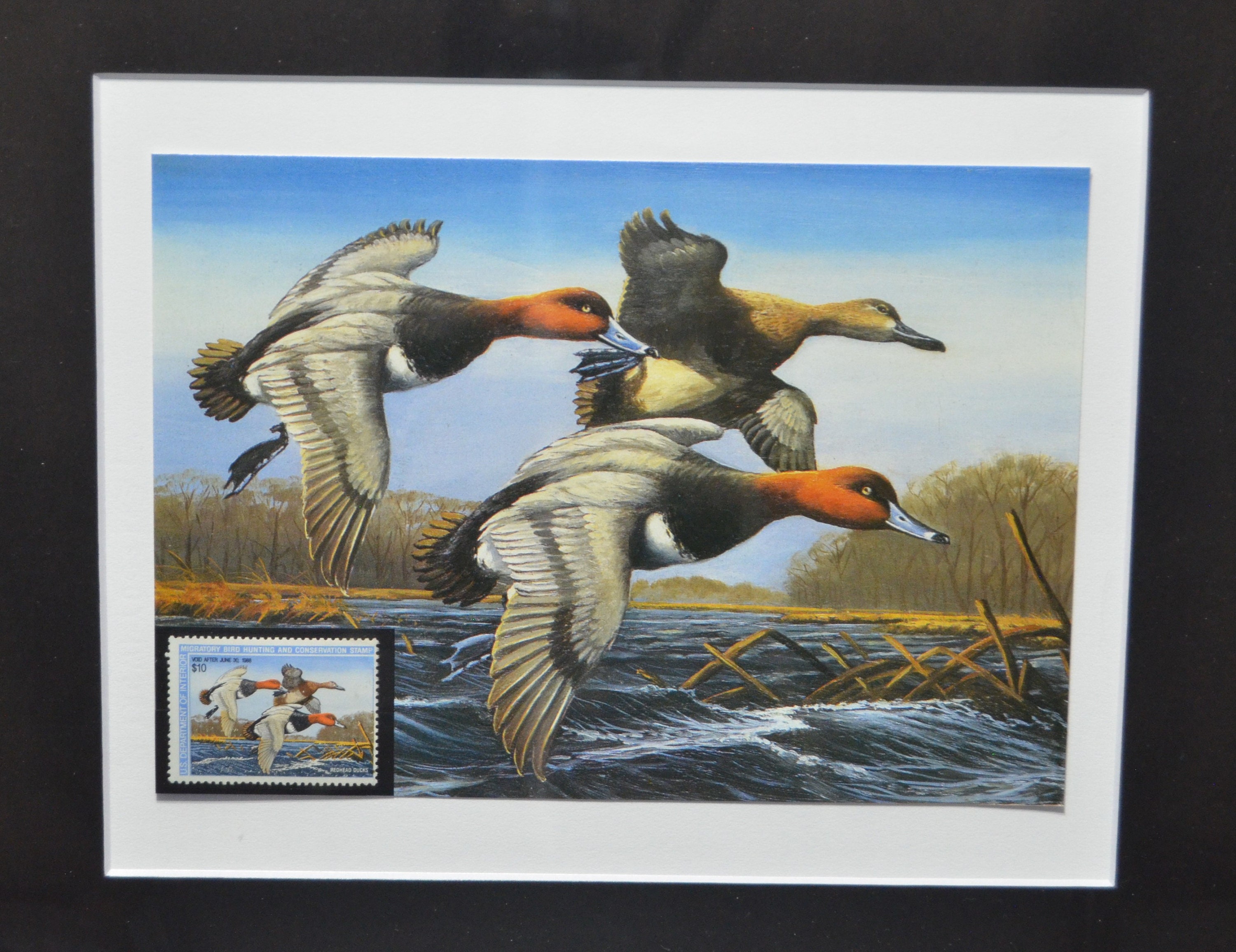 Vintage Federal Duck Stamp and Print. Federal Duck Stamp Etsy