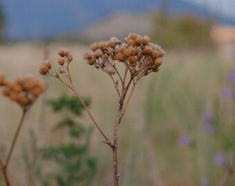 The Desert Flower / Landscape Photograph / Floral Photo /  Abstract Painting / Wall Art / Printable Digital Art