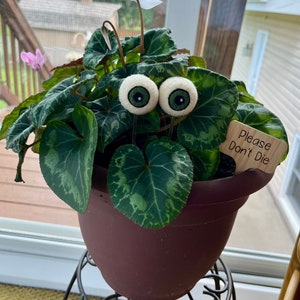 May include: A potted plant with large green and white leaves and two felt eyes attached. A small wooden sign that reads "Please Don't Die" is placed in the pot. The pot is brown and sits on a decorative metal stand.