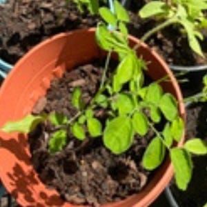 K&ouml;nnte beinhalten: Eine junge gr&uuml;ne Pflanze mit gefiederten Bl&auml;ttern w&auml;chst in einem runden, terrakottafarbenen Kunststofftopf, der mit dunkelbrauner Blumenerde gef&uuml;llt ist. Die Pflanze hat mehrere St&auml;ngel und hellgr&uuml;nes Laub und steht mittig im Topf.
