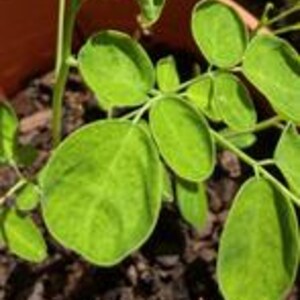 K&ouml;nnte beinhalten: Eine junge Moringa-Pflanze mit hellgr&uuml;nen, ovalen Bl&auml;ttchen, die in einem terrakottafarbenen Kunststofftopf mit dunkler, strukturierter Blumenerde w&auml;chst. Die Pflanze hat d&uuml;nne, hellgr&uuml;ne St&auml;ngel und mehrere gefiederte Bl&auml;tter.