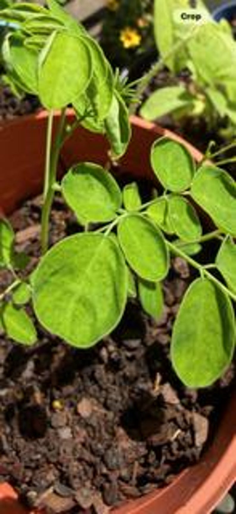 K&ouml;nnte beinhalten: Eine junge Moringa-Pflanze mit hellgr&uuml;nen, ovalen Bl&auml;ttchen, die in einem terrakottafarbenen Kunststofftopf mit dunkler, strukturierter Blumenerde w&auml;chst. Die Pflanze hat d&uuml;nne, hellgr&uuml;ne St&auml;ngel und mehrere gefiederte Bl&auml;tter.