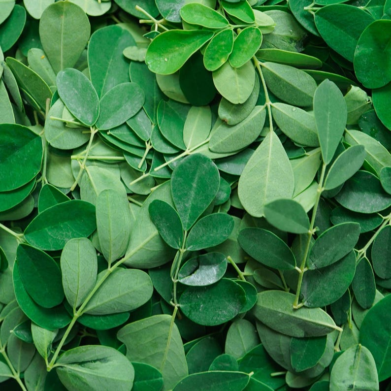 K&ouml;nnte beinhalten: Eine dichte Ansammlung frischer, leuchtend gr&uuml;ner Moringa-Bl&auml;tter. Das Laub besteht aus kleinen, abgerundeten und ovalen Bl&auml;ttchen, die in zusammengesetzten Strukturen an d&uuml;nnen, hellgr&uuml;nen Stielen angeordnet sind und ein &uuml;ppiges Muster bilden.