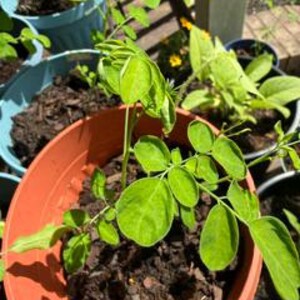 K&ouml;nnte beinhalten: Eine junge gr&uuml;ne Pflanze mit gefiederten Bl&auml;ttern w&auml;chst in einem runden, terrakottafarbenen Kunststofftopf, der mit dunkelbraunem Mulch gef&uuml;llt ist. Die Pflanze hat d&uuml;nne St&auml;ngel und mehrere kleine, ovale Bl&auml;ttchen. Weitere T&ouml;pfe sind im Hintergrund zu sehen.