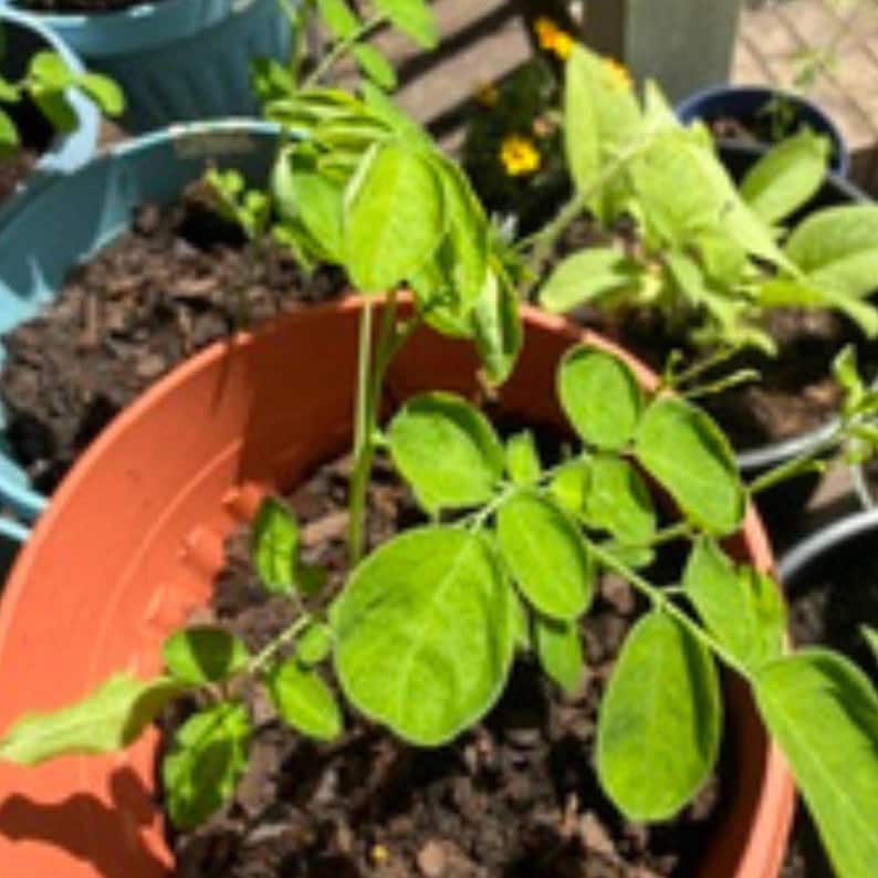 K&ouml;nnte beinhalten: Eine junge gr&uuml;ne Pflanze mit gefiederten Bl&auml;ttern w&auml;chst in einem terrakottafarbenen Kunststofftopf, der mit dunkler Blumenerde gef&uuml;llt ist. Die Pflanze hat mehrere St&auml;ngel und hellgr&uuml;nes Laub und steht inmitten anderer Gef&auml;&szlig;e im Freien.