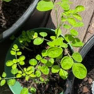 K&ouml;nnte beinhalten: Eine junge Moringa-Pflanze mit hellgr&uuml;nen, zusammengesetzten Bl&auml;ttern, die in einem dunkelgr&uuml;nen Kunststofftopf w&auml;chst. Die Pflanze hat mehrere d&uuml;nne, verzweigte St&auml;ngel mit kleinen, ovalen Bl&auml;ttchen, die gefiedert angeordnet sind.