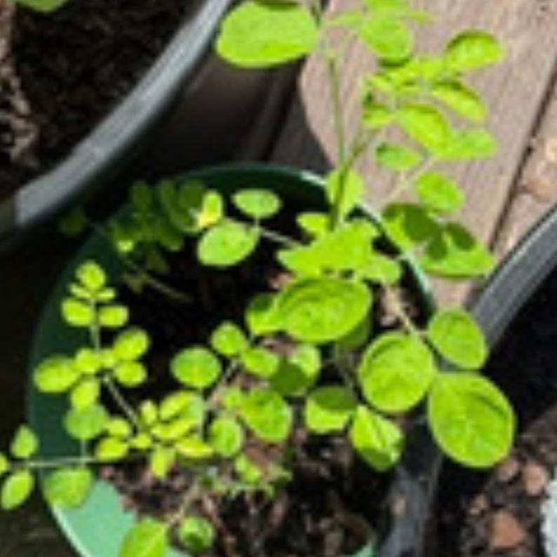 K&ouml;nnte beinhalten: Eine junge Moringa-Pflanze mit hellgr&uuml;nen, zusammengesetzten Bl&auml;ttern, die in einem dunkelgr&uuml;nen Kunststofftopf w&auml;chst. Die Pflanze hat mehrere d&uuml;nne, verzweigte St&auml;ngel mit kleinen, ovalen Bl&auml;ttchen, die gefiedert angeordnet sind.