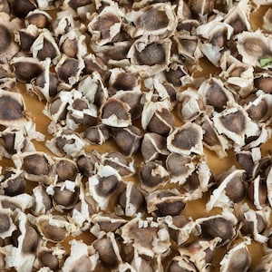 May include: A collection of dried moringa seeds, each featuring a dark brown, rounded kernel partially encased in a light beige, papery, wing-like hull. The seeds are scattered across the frame, showing varied textures and shapes.