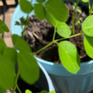 K&ouml;nnte beinhalten: Ein hellblauer Kunststoff-Pflanztopf mit dunkler Blumenerde und einer jungen gr&uuml;nen Pflanze mit kleinen, ovalen Bl&auml;ttern. Die Pflanzenst&auml;ngel sind d&uuml;nn und hellgr&uuml;n und wachsen aus der Erde in dem runden, glattwandigen Beh&auml;lter nach oben.