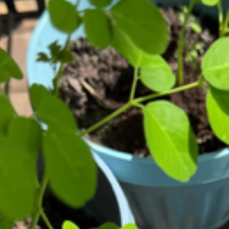 K&ouml;nnte beinhalten: Ein hellblauer Kunststoff-Pflanztopf mit dunkler Blumenerde und einer jungen gr&uuml;nen Pflanze mit kleinen, ovalen Bl&auml;ttern. Die Pflanzenst&auml;ngel sind d&uuml;nn und hellgr&uuml;n und wachsen aus der Erde in dem runden, glattwandigen Beh&auml;lter nach oben.