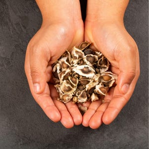 K&ouml;nnte beinhalten: Eine Ansammlung getrockneter Moringa-Samen mit hellbraunen, papierartigen, gefl&uuml;gelten Schalen und dunklen, runden, festen Kernen. Die Samen sind zusammengeh&auml;uft und zeigen eine Mischung aus Beige-, Hellbraun- und Dunkelbraunt&ouml;nen.