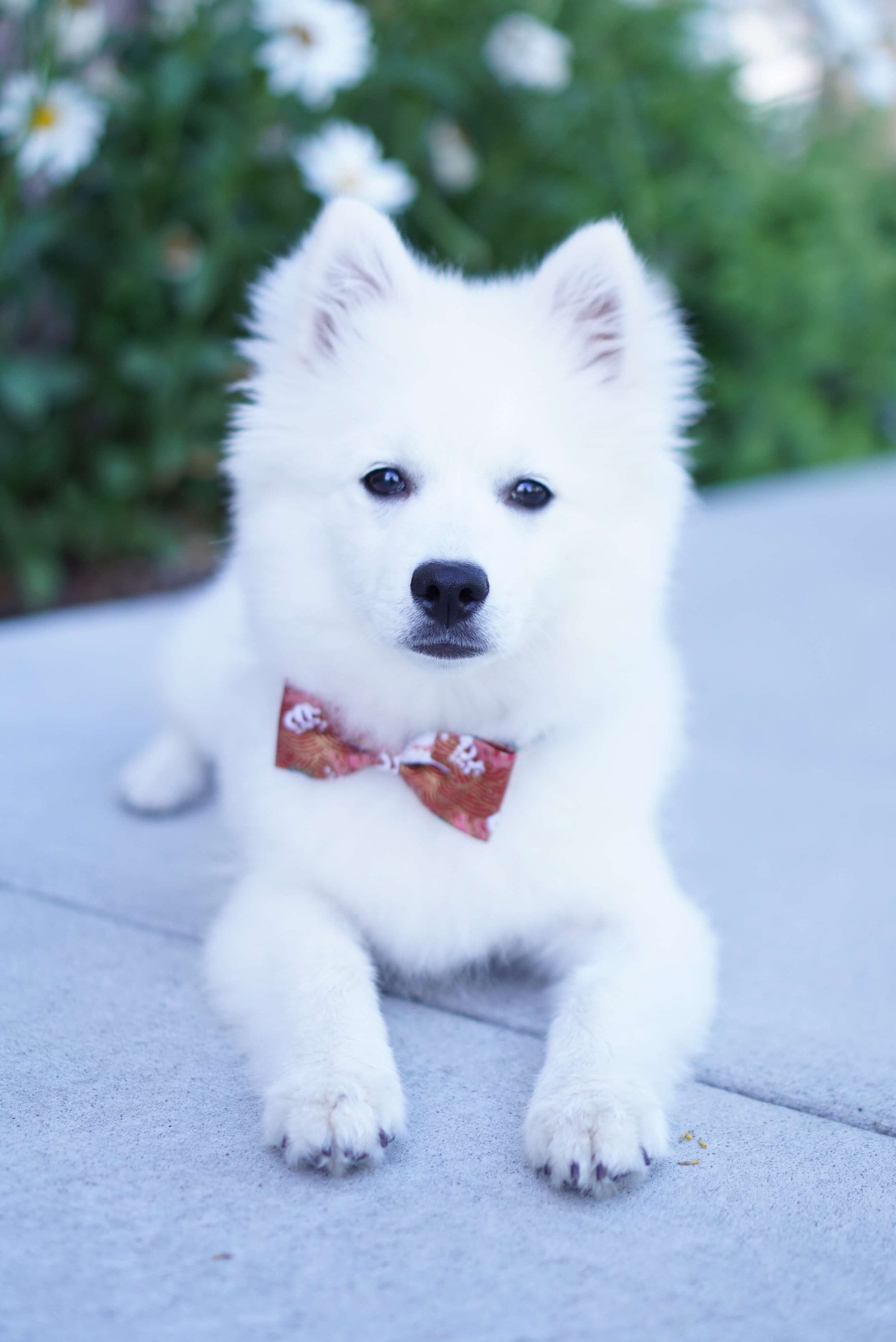Fur-Ever in Love Pet Bowtie | Red & Gold Chinese For Dogs & Cats Wedding Matching Outfit Puppy Dog Present Gift