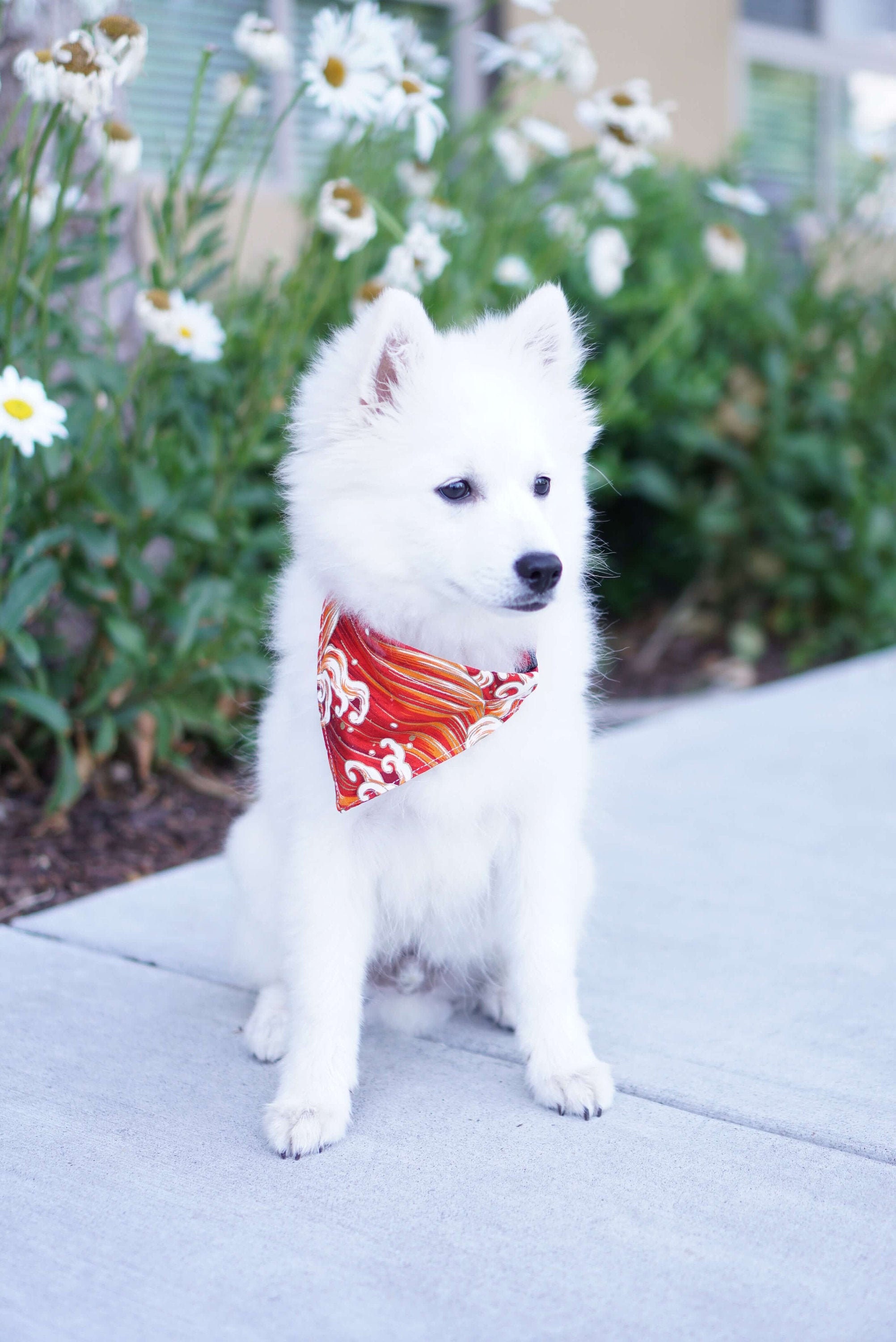 samoyed bandana