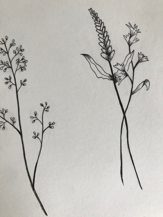 How to Draw Flowers in Ink and Other Mediums