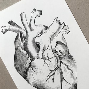Anotomical Heart Pen Drawing - Etsy