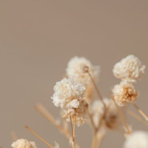 May include: Dried white flowers with delicate, fluffy blooms on thin, brown stems against a beige background.