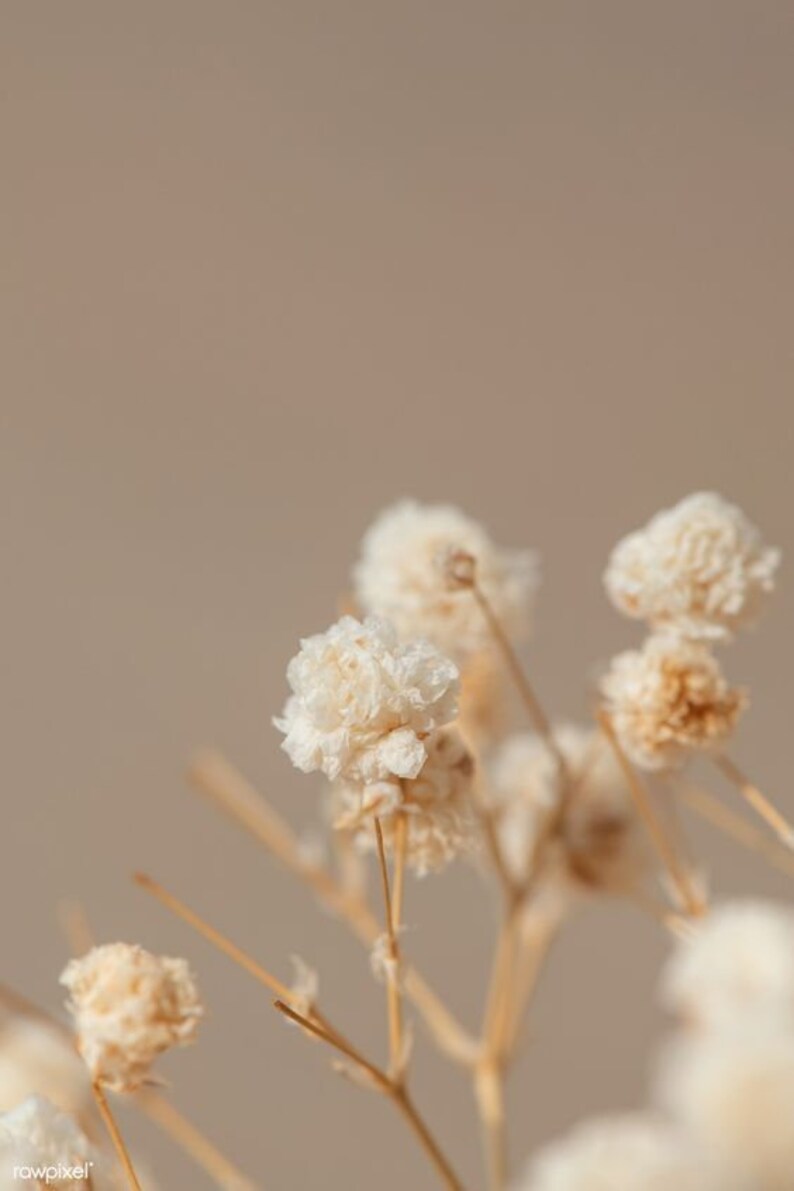 May include: Dried white flowers with delicate, fluffy blooms on thin, brown stems against a beige background.
