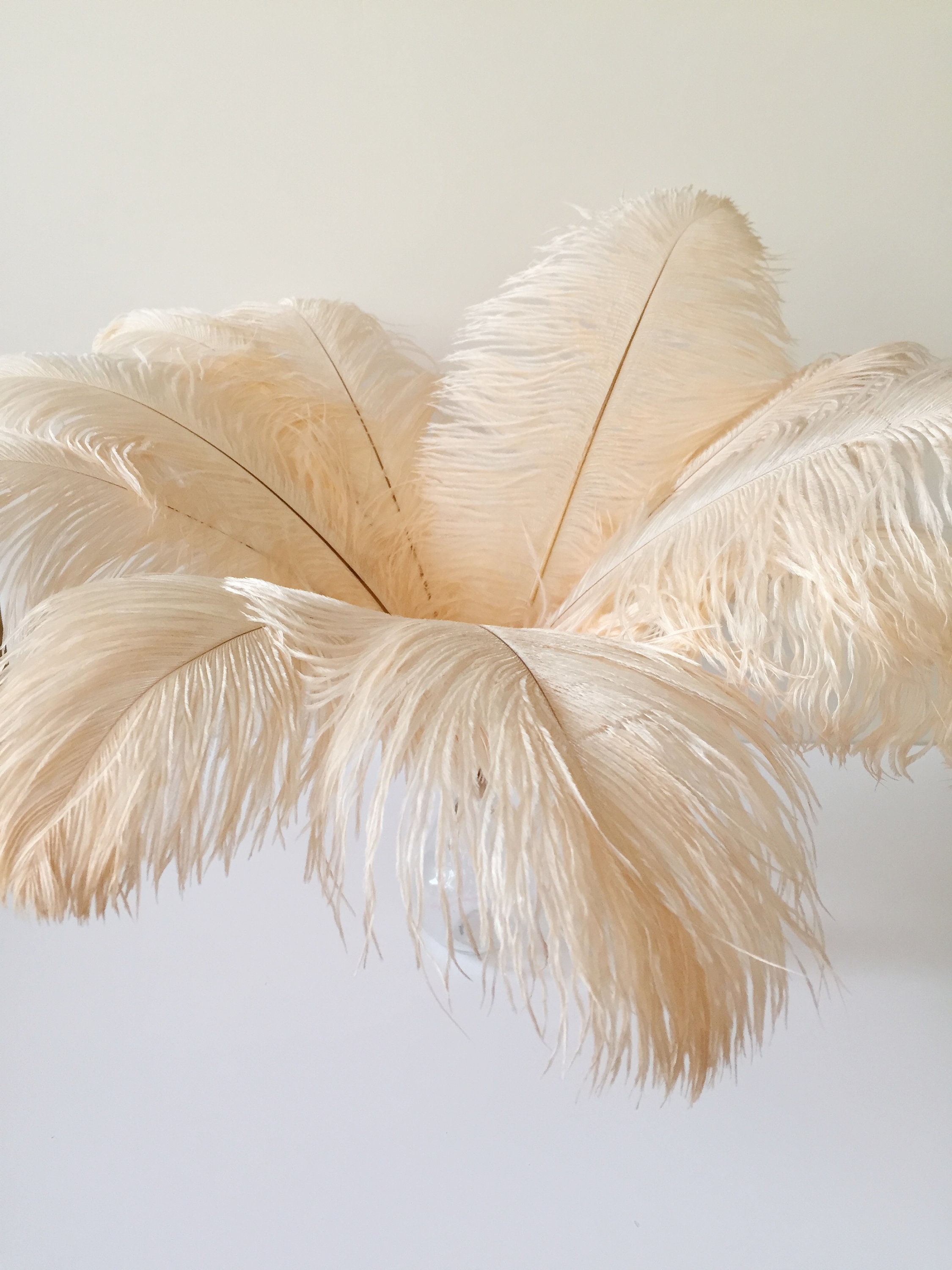 13-15 Fabulous Natural Ostrich Feathers-12PCS - White