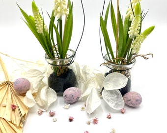 Hyacinths in a glass Mother's Day gift