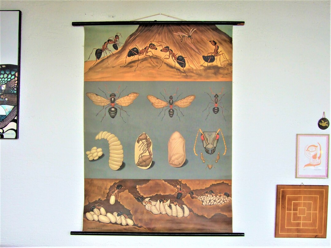 Vintage Rolling Chart Display Board Red Wood Ant Jungkochquentell Rolling Chart Board