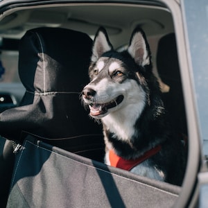 May include: A black and white husky dog wearing a red harness sits in the back seat of a car. The dog is looking out the window and has a happy expression on its face.