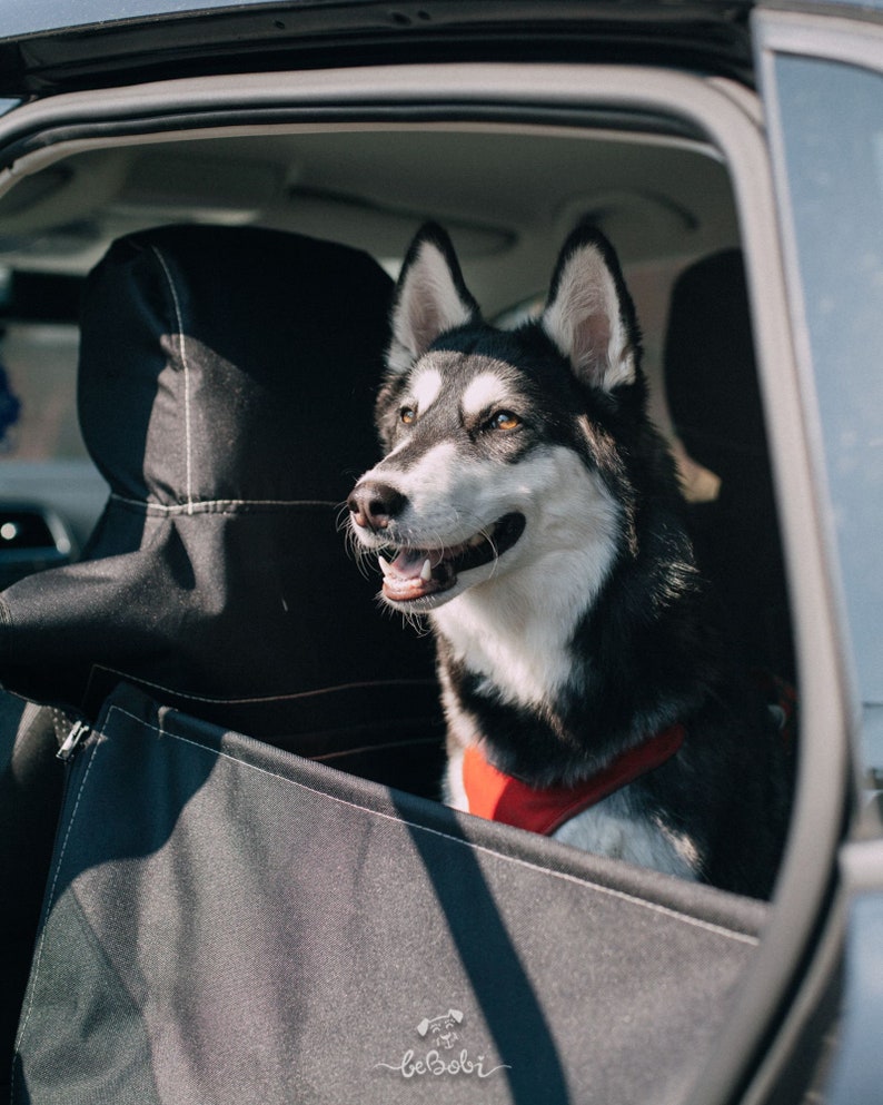 May include: A black and white husky dog wearing a red harness sits in the back seat of a car. The dog is looking out the window and has a happy expression on its face.