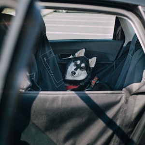 May include: A black and white husky dog sits in the back seat of a car. The dog is wearing a black harness with red accents. The dog is looking at the camera.